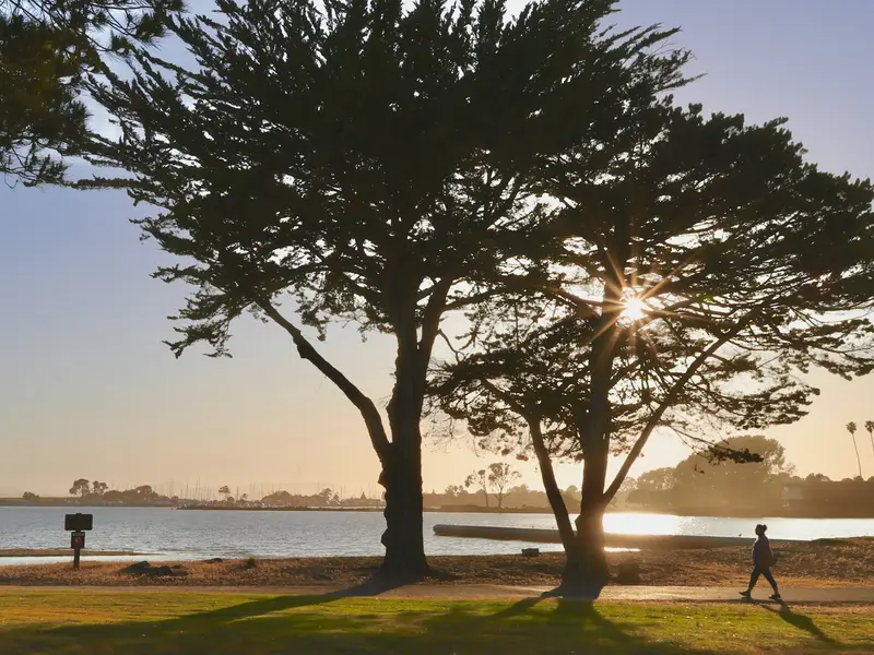 Cypress trees along the Alameda shoreline at golden hour, with the bay behind